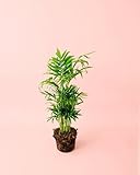 Pur Plant