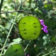 New Fresh 100pcs mr fothergills RHS Honesty Flowered Seeds Generic