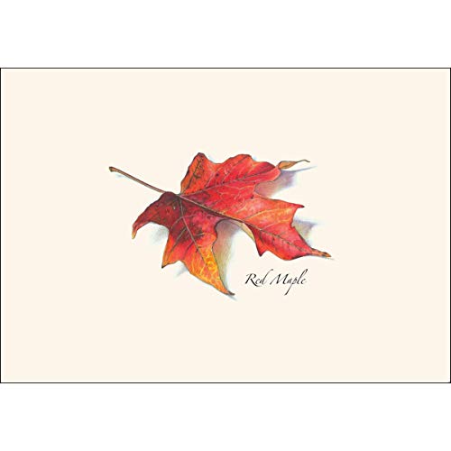 Image of Earth Sky + Water - Maple Leaf Assortment II Notecard Set - 8 Blank Cards with Envelopes (4 each of 2 styles)
