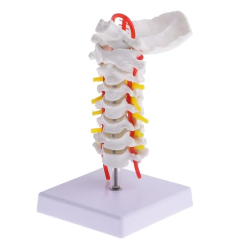 Modèle cervical anatomique PVC simulation enseignement vertèbres Cabilock