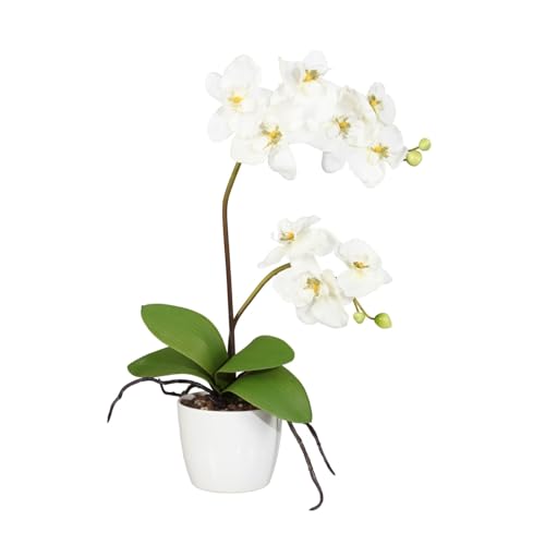 CREATIV green künstliche Orchidee 60 cm im Topf 13cm in Creme I künstliche Schmetterlingsorchidee wie echt mit 9 Blüten & 2 Stiele im weißen Keramiktopf I Pflegeleicht & täuschend echt