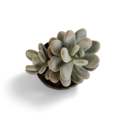 Creative Farmer Succulent Plant Pachyphytum Oviferum F. Variegata (Moonstones) Succulents For Indoor Mini Decorations (Healthy Live Plant) (B09K51GT1V) Amazon Price History, Amazon Price Tracker
