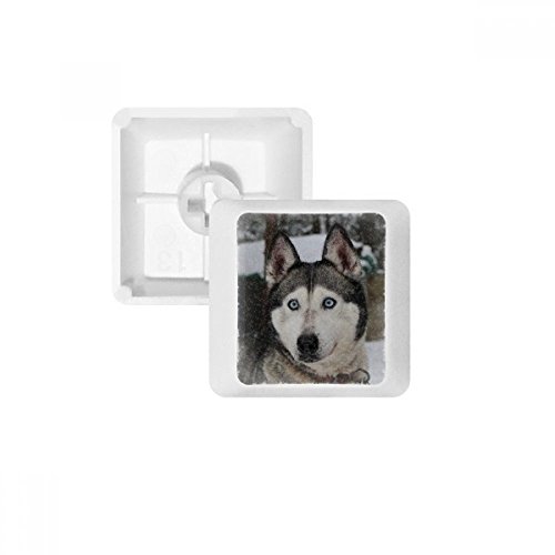 Keycaps PBT Chien Husky pour Clavier Mécanique Setup Bureau Cosy