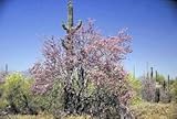 Generic Desert Ironwood Tree Seeds - Olneya tesota - 5 Seeds, pale green w/ violet flowers