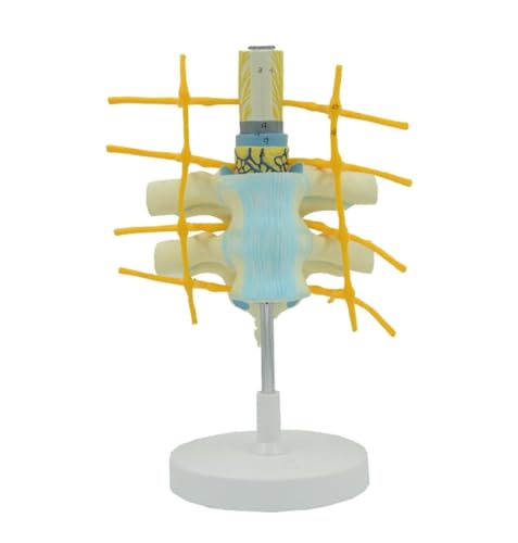 FENGJISUN Médica De Anatomía Modelo De Nervio Simpático, Vértebras Torácicas, Médula Espinal, Anatómico, Equipo Educativo, Columna Vertebral Humana para Investigación