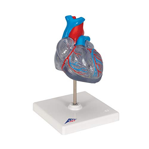 Image of 3B Scientific G08 /3 Classic Heart w / Conducting System 2-part - 3B Smart Anatomy