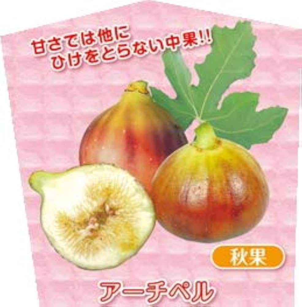 Amazon.co.jp: ミニイチジク アーチペル 9cmポット苗 : DIY・工具 Amazon.co.jp: ミニイチジク アーチペル 9cmポット苗 : DIY・工具