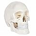 Axis Scientific Human Skull Model for Anatomy Life Size, 3-Part Anatomy Skull Includes Skull Cap with External and Interior Structures, Includes Detailed Product Manual, Skull for Anatomy