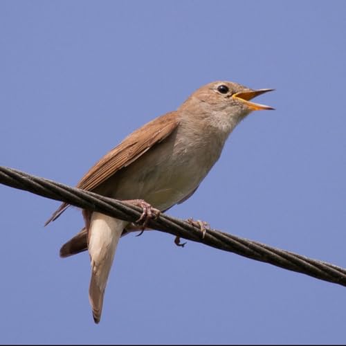 German & British Romanticism Podcast By Toni Bernhart Joshua Bosler Zoe Brislinger Jessica Bundschuh Kiri B&uuml;rkle Kai