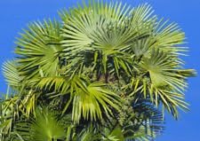 TRACHYCARPUS FORTUNEI Palma, 50 semi, Hardy Fan Palm Zone 6-11
