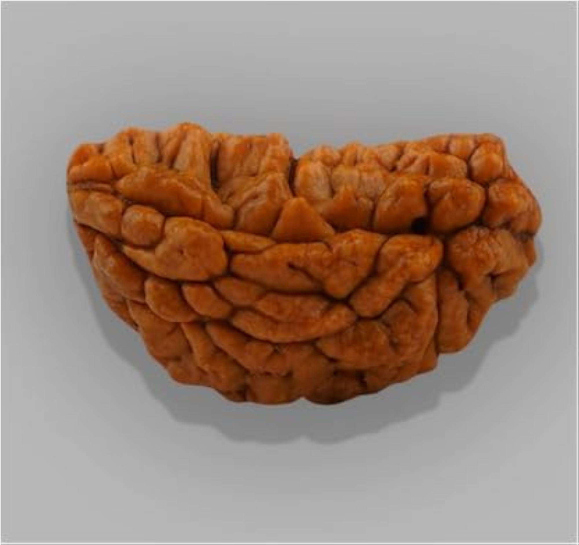 Brown Half Moon 1 Mukhi Kajudana Rudraksha Bead, IGL Certified