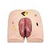 Teaching Model Tools,Decubitus Pressure Sore Care Model Senior Pressure Ulcers Care Model Manikin Teaching Model Human Simulator for Science Classroom Study Display Teaching Medici