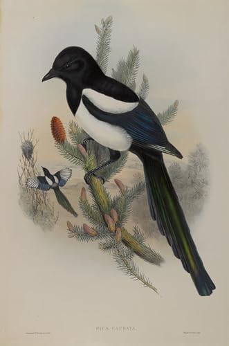 Image sur toile pie bavarde pour masquer mur vide tableau oiseau affiche salon 60x90cm