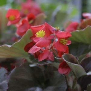 VISA STORE Graines de bégonia coquelet (Begonia semperflorens-cultorum) 50+