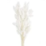 60 Stems Natural Dried Lagurus Ovatus Flowers |Real Bouquet with Rabbit Tail Dried Pampas Flowers |...