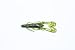 Zoom UltraVibe Speed Craw-Pack of 12 (Watermelon Seed, 3.5-Inch)