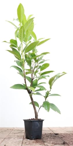 Kirschlorbeer Prunus laurocerasus Caucasica 60-80 cm immergrün