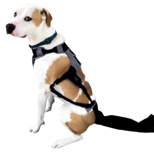 Image of Tail Guard & Harness Set - Veterinary Dog Tail Protector & Injury Wrap, Size Medium