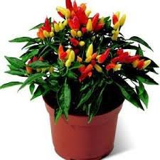 Creative Farmer Ornamental Seeds : Ornamental Chilly (Capsicum) Choice Pointed Mix Vegetable Perfect For Terrace/Balcony/Any Small Space (3 Packets) Garden Plant Seeds (B077J854HS) Amazon Price History, Amazon Price Tracker