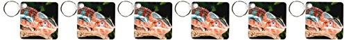 3dRose Barn Owl, Rio Grande Valley, Texas, USA - NA02 RNU0358 - Rolf Nussbaumer - Key Chains, 2.25 x 4.5 inches, set of 2 (kc_84403_1)