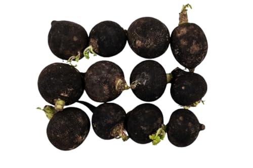 100 graines à semer - Le Grenier d'Abondance - RADIS d'hiver Noir Rond - Radix