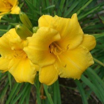 6x Lis d’un jour 'Mini Stella' – Hemerocallis 'Mini Stella' – Godet 9x9cm | Variété naine, fleurs jaunes abondantes