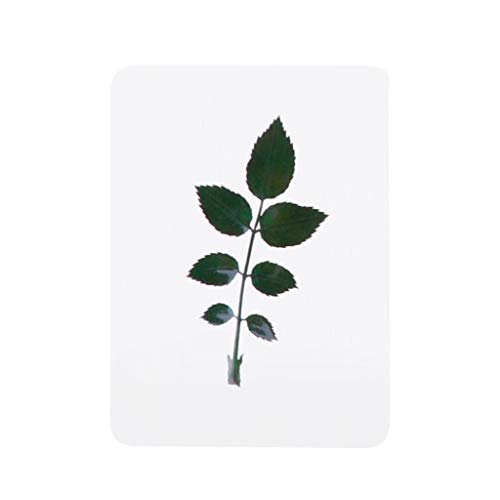 Hojas y flores prensadas secas para manualidades miniatura 3