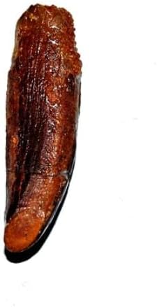 Rebbachisaurus Sauropod Dinosaur Tooth Fossil 1.370 in w/Display Box E555#17957