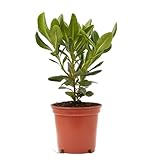Verdecora Pittosporum tobira nana en maceta Ø13cm | Pitosporo enano | Planta de Interior y Exterior | Arbusto Natural | Follaje Compacto y Aromático | Ideal para Setos Bajos y Decoración