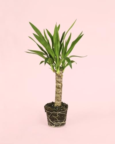 Yucca | Plantas Naturales Exterior | Pur Plant