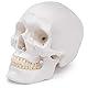 Cranstein A-240 anatomischer Schädel | Medizin Studium und Ausbildung | Totenkopf | Schädel Anatomie Modell | Schädel Modell
