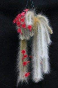 SHOP-SPEND-REPEAT Cleistocactus Winteri/Cleistocactus Colademononis plant - Monkeys Tail cactus one small live plant (B0912XBGWM) Amazon Price History, Amazon Price Tracker