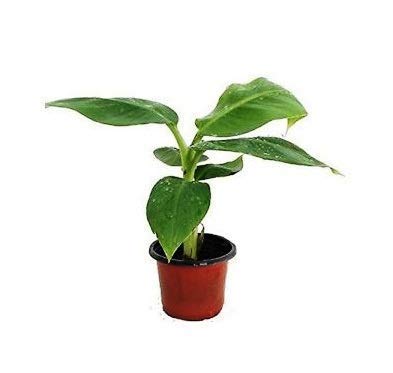 The Nursery Banana Plant (Hybrid, Pack of 1) (B09FZQDWG4) Amazon Price History, Amazon Price Tracker