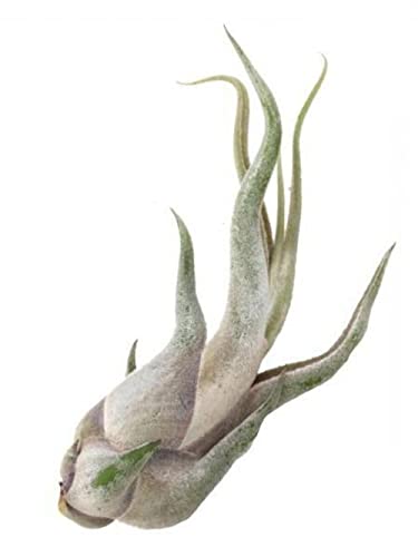 Tillandsia caput-medusae 2 piante/H 10 Cm.
