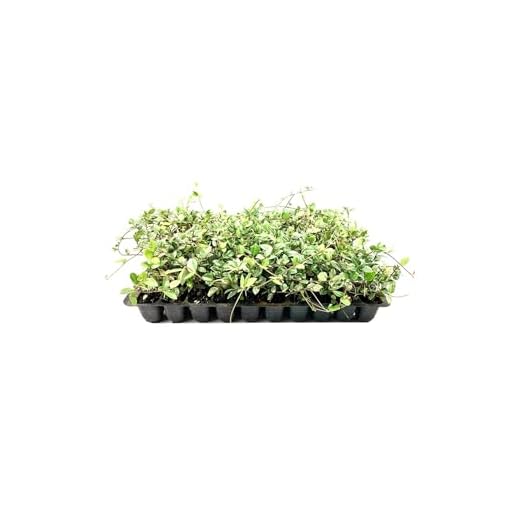 Best garden border plants 20-Pack Variegated Asiatic Jasmine Plants