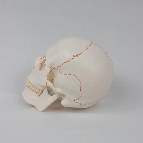 Matériel d'anatomie médicale et décor cimetière extérieur