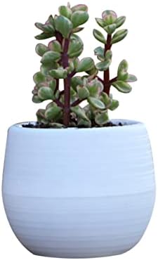 Maceta Mini Redonda De Blanca para Suculentas y Cactus Decoración...
