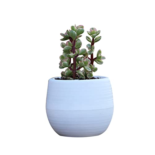 FONDOTIN Maceta Mini Redonda