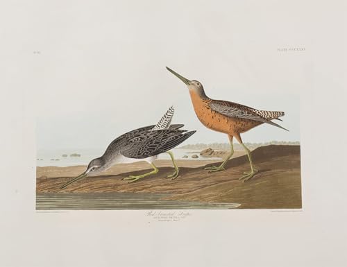 Lienzo pinturas clásico con ilustración artística de John Audubon con acabado textil fino