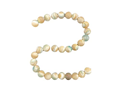 ☆貝☆貝殻☆標本☆　夜光貝×14個　+オマケ 9個 夜光貝 貝殻Lサイズ | 【夜光貝 貝殻販売】ゲン担ぎの島-徳之島産-