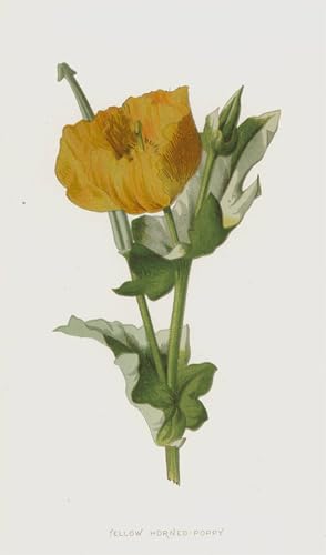 Póster de graffiti Papavero cornuto giallo de Hulme para decoración