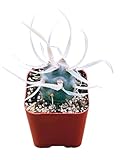 Succulents Plants Live 2inch Live Mini Succulent Plants, Easy Care House Plants Rooted in Succulent Soil Mix, by The Succulent Cult (Paper Spine Cactus - Tephrocactus Articulatus, 2 Inch)
