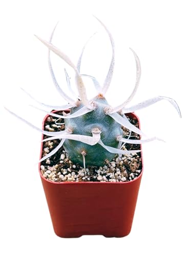 Succulents Plants Live 2inch Live Mini Succulent Plants, Easy Care House Plants Rooted in Succulent Soil Mix, by The Succulent Cult (Paper Spine Cactus - Tephrocactus Articulatus, 2 Inch)