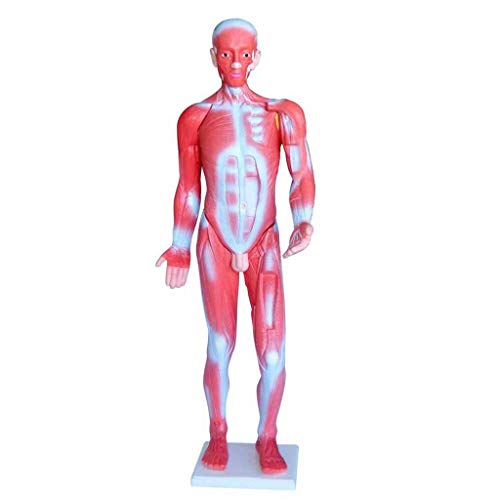 L.Atsain Modelo de músculo humano – modelo muscular de plástico anatômico humano de 85 cm mostra a m