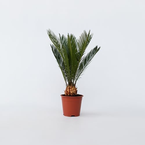 Plant in a Box - Cycas Revoluta - Palma felce - Vaso 15cm - Altezza 45-60cm