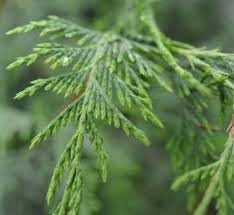 Narrow Weeping Alaskan Cedar - Chamaecyparis nootkatensis 'Van den Akker' 2 - Year Live Plant