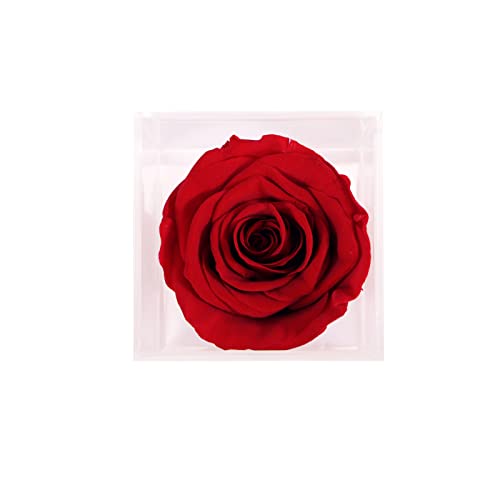 Polylove Preserved Rose in a Petite Acrylic Box Real Rose That Last for a Year Gift for Her (Red Rose)