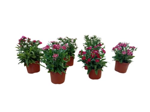 Set de 6 Claveles Naturales Plantas Vivas con Flor para el Jardín o Maceta