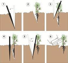 10 Organic Fast Growing Loblolly Pine | Pinus Taeda | Naturally Sprouted Starter Pine Tree Seedlings 6" To 12" #TOP3