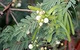 Albero di Leucaena leucocephala da 100 pezzi